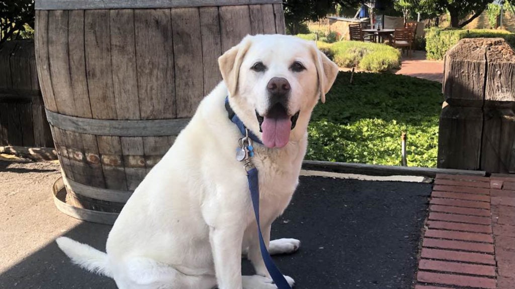 Yellow lab in Mendocino