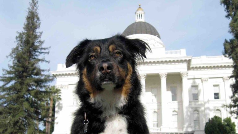 A friendly canine is playfully positioned in the forefront, with the iconic dome of a majestic government edifice elegantly looming in the background. - Dogtrekker