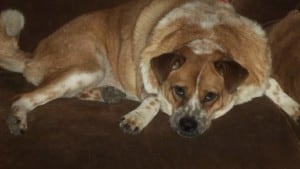 A vibrant dog park bathed in sunlight features abundant greenery with mature trees, offering ample shade for leisurely outdoor activities. In the distance is a well-equipped playground that presents an additional activity area. An inviting picnic table spreads out nearby, ideal for enjoying meals al fresco or taking relaxing breaks from play. A neatly-placed trash bin aids in maintaining the park's cleanliness for everyone's enjoyment. Dominating the scene is a generously wide dirt path gracefully curving through the expanse of grass, promising exploratory walks and lively fetch games.