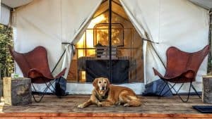 A vibrant dog park bathed in sunlight features abundant greenery with mature trees, offering ample shade for leisurely outdoor activities. In the distance is a well-equipped playground that presents an additional activity area. An inviting picnic table spreads out nearby, ideal for enjoying meals al fresco or taking relaxing breaks from play. A neatly-placed trash bin aids in maintaining the park's cleanliness for everyone's enjoyment. Dominating the scene is a generously wide dirt path gracefully curving through the expanse of grass, promising exploratory walks and lively fetch games.
