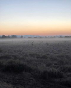 A vibrant dog park bathed in sunlight features abundant greenery with mature trees, offering ample shade for leisurely outdoor activities. In the distance is a well-equipped playground that presents an additional activity area. An inviting picnic table spreads out nearby, ideal for enjoying meals al fresco or taking relaxing breaks from play. A neatly-placed trash bin aids in maintaining the park's cleanliness for everyone's enjoyment. Dominating the scene is a generously wide dirt path gracefully curving through the expanse of grass, promising exploratory walks and lively fetch games.