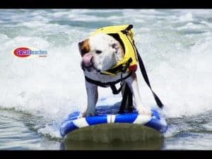 A vibrant dog park bathed in sunlight features abundant greenery with mature trees, offering ample shade for leisurely outdoor activities. In the distance is a well-equipped playground that presents an additional activity area. An inviting picnic table spreads out nearby, ideal for enjoying meals al fresco or taking relaxing breaks from play. A neatly-placed trash bin aids in maintaining the park's cleanliness for everyone's enjoyment. Dominating the scene is a generously wide dirt path gracefully curving through the expanse of grass, promising exploratory walks and lively fetch games.