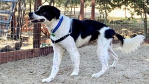 A vibrant dog park bathed in sunlight features abundant greenery with mature trees, offering ample shade for leisurely outdoor activities. In the distance is a well-equipped playground that presents an additional activity area. An inviting picnic table spreads out nearby, ideal for enjoying meals al fresco or taking relaxing breaks from play. A neatly-placed trash bin aids in maintaining the park's cleanliness for everyone's enjoyment. Dominating the scene is a generously wide dirt path gracefully curving through the expanse of grass, promising exploratory walks and lively fetch games.