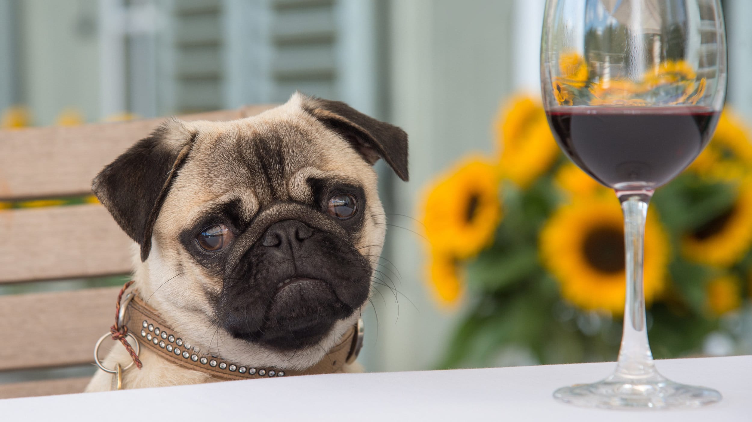 pug sits at table with glass of wine on it