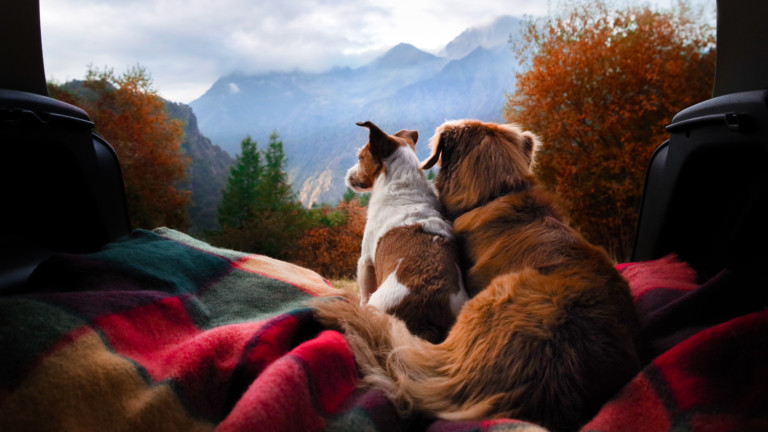 A few of our favorite dog-friendly campgrounds