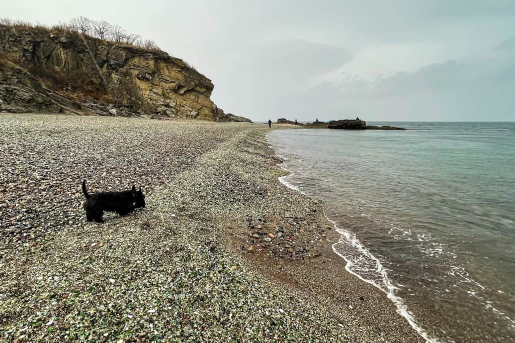 Dog on Glass Beach Fort Bragg