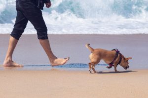 A vibrant dog park bathed in sunlight features abundant greenery with mature trees, offering ample shade for leisurely outdoor activities. In the distance is a well-equipped playground that presents an additional activity area. An inviting picnic table spreads out nearby, ideal for enjoying meals al fresco or taking relaxing breaks from play. A neatly-placed trash bin aids in maintaining the park's cleanliness for everyone's enjoyment. Dominating the scene is a generously wide dirt path gracefully curving through the expanse of grass, promising exploratory walks and lively fetch games.