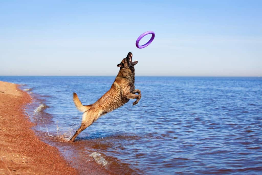 Malinois Belgian Shepherd dog jumps for frisbee on the shoreline