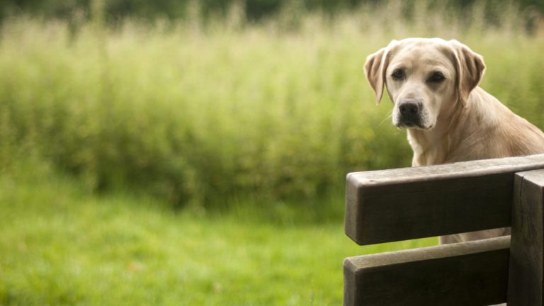 A lovable Labrador retriever, calm and serene, gently rests its velvety head on a weathered wooden fence. Behind it, the vivid green field stretches like an open invitation to frolic and play catch. An idyllic setting where you can relish quality time with your faithful four-legged friend. - Dogtrekker