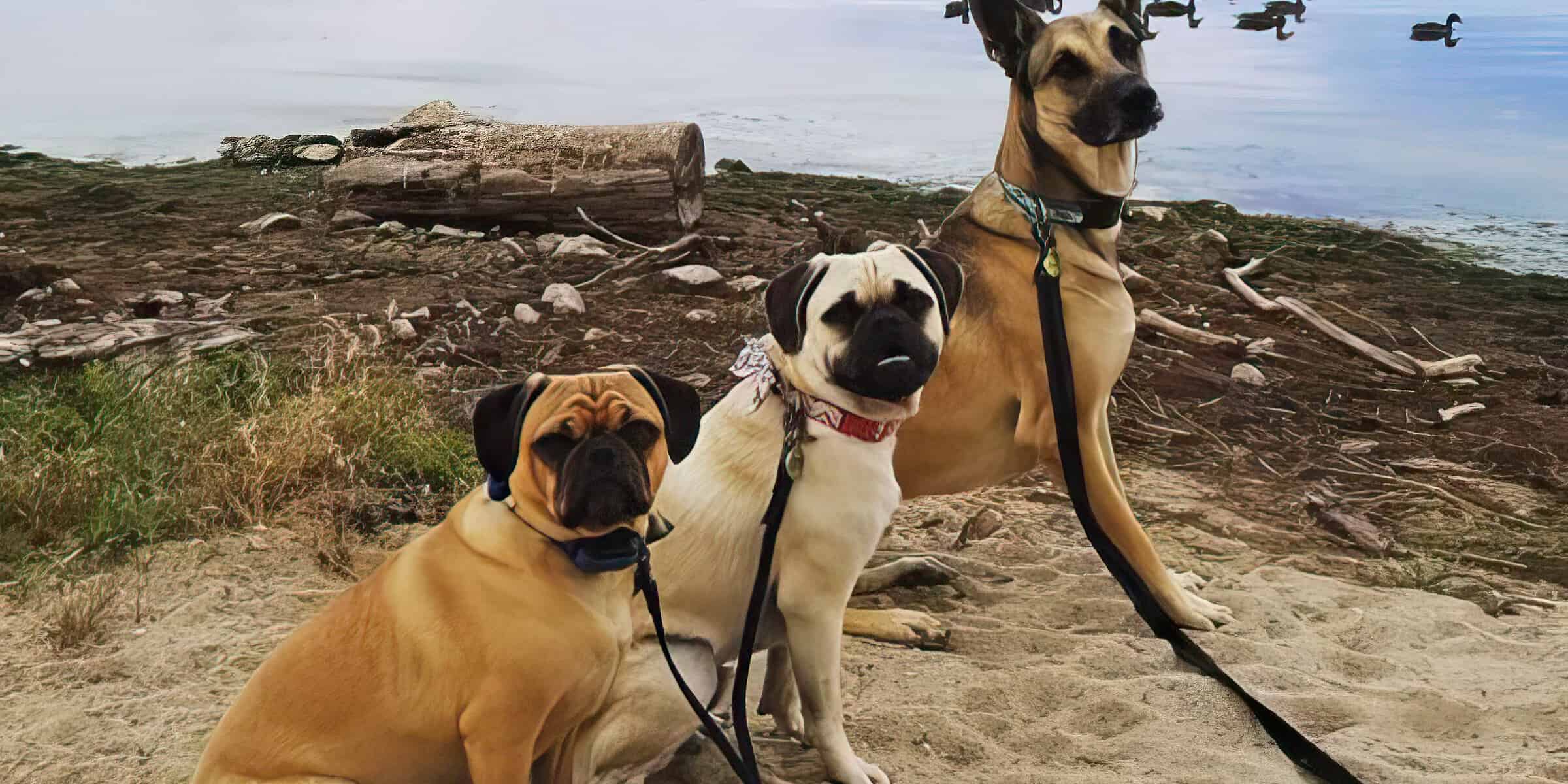 a couple of dogs sitting on top of a sandy beach.