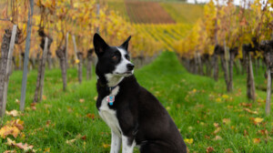 A vibrant dog park bathed in sunlight features abundant greenery with mature trees, offering ample shade for leisurely outdoor activities. In the distance is a well-equipped playground that presents an additional activity area. An inviting picnic table spreads out nearby, ideal for enjoying meals al fresco or taking relaxing breaks from play. A neatly-placed trash bin aids in maintaining the park's cleanliness for everyone's enjoyment. Dominating the scene is a generously wide dirt path gracefully curving through the expanse of grass, promising exploratory walks and lively fetch games.