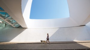 A vibrant dog park bathed in sunlight features abundant greenery with mature trees, offering ample shade for leisurely outdoor activities. In the distance is a well-equipped playground that presents an additional activity area. An inviting picnic table spreads out nearby, ideal for enjoying meals al fresco or taking relaxing breaks from play. A neatly-placed trash bin aids in maintaining the park's cleanliness for everyone's enjoyment. Dominating the scene is a generously wide dirt path gracefully curving through the expanse of grass, promising exploratory walks and lively fetch games.