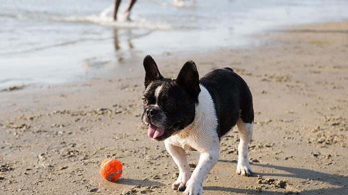 For dog owners looking for engaging activities with their furry companions, imagine a picturesque sandy beach scenario. A charming and compact pooch proudly sports its classic black and white coat, eagerly panting in anticipation of what's to come. Nearby is an eye-catching orange ball, the perfect toy for a fetch game. Just beyond, an inviting water view draws the eye as a human figure can be seen near the frothing waves – perhaps your own silhouette on this fun filled day out? - Dogtrekker