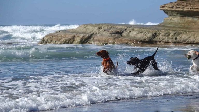 Off-leash beaches for chasing waves