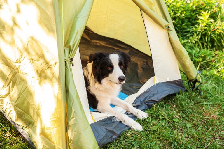 Favorite California campgrounds for dog lovers