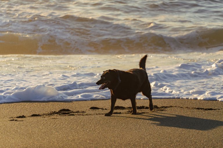 Let’s go coasting: Pacifica to Carmel