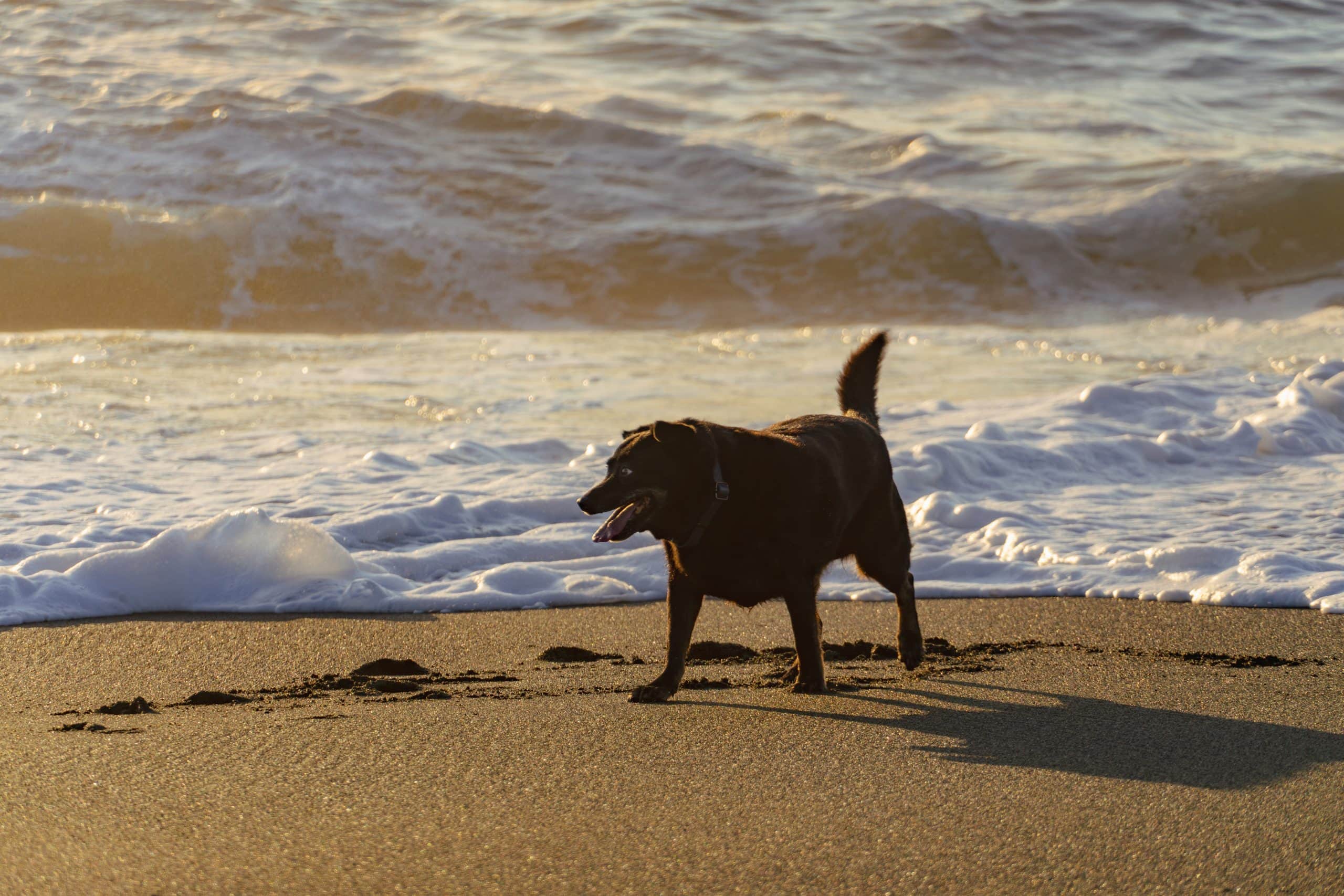 A vibrant dog park bathed in sunlight features abundant greenery with mature trees, offering ample shade for leisurely outdoor activities. In the distance is a well-equipped playground that presents an additional activity area. An inviting picnic table spreads out nearby, ideal for enjoying meals al fresco or taking relaxing breaks from play. A neatly-placed trash bin aids in maintaining the park's cleanliness for everyone's enjoyment. Dominating the scene is a generously wide dirt path gracefully curving through the expanse of grass, promising exploratory walks and lively fetch games.
