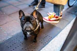 A vibrant dog park bathed in sunlight features abundant greenery with mature trees, offering ample shade for leisurely outdoor activities. In the distance is a well-equipped playground that presents an additional activity area. An inviting picnic table spreads out nearby, ideal for enjoying meals al fresco or taking relaxing breaks from play. A neatly-placed trash bin aids in maintaining the park's cleanliness for everyone's enjoyment. Dominating the scene is a generously wide dirt path gracefully curving through the expanse of grass, promising exploratory walks and lively fetch games.