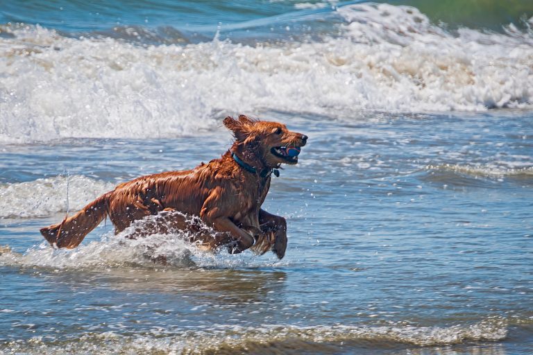Dog-friendly beaches of san luis obispo