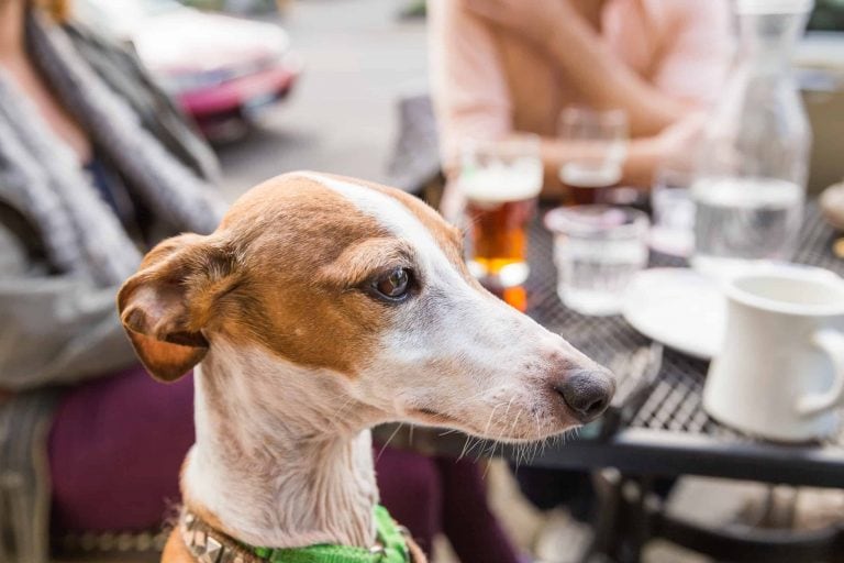Lake County dog-friendly restaurants