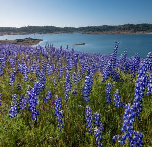 A vibrant dog park bathed in sunlight features abundant greenery with mature trees, offering ample shade for leisurely outdoor activities. In the distance is a well-equipped playground that presents an additional activity area. An inviting picnic table spreads out nearby, ideal for enjoying meals al fresco or taking relaxing breaks from play. A neatly-placed trash bin aids in maintaining the park's cleanliness for everyone's enjoyment. Dominating the scene is a generously wide dirt path gracefully curving through the expanse of grass, promising exploratory walks and lively fetch games.