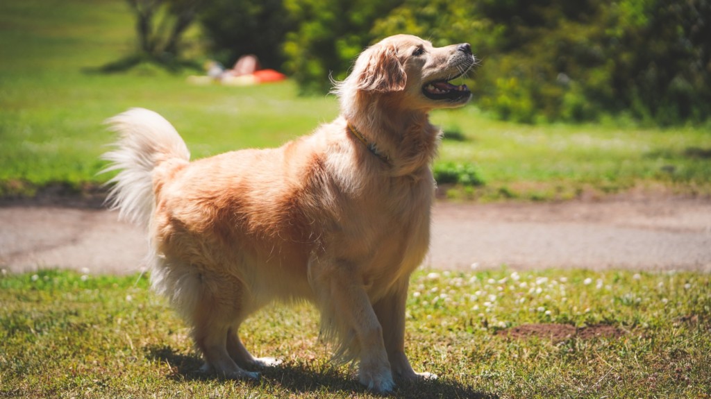 Golden Retriever in Golden Gate Park, San Francisco