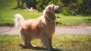 A vibrant dog park bathed in sunlight features abundant greenery with mature trees, offering ample shade for leisurely outdoor activities. In the distance is a well-equipped playground that presents an additional activity area. An inviting picnic table spreads out nearby, ideal for enjoying meals al fresco or taking relaxing breaks from play. A neatly-placed trash bin aids in maintaining the park's cleanliness for everyone's enjoyment. Dominating the scene is a generously wide dirt path gracefully curving through the expanse of grass, promising exploratory walks and lively fetch games.