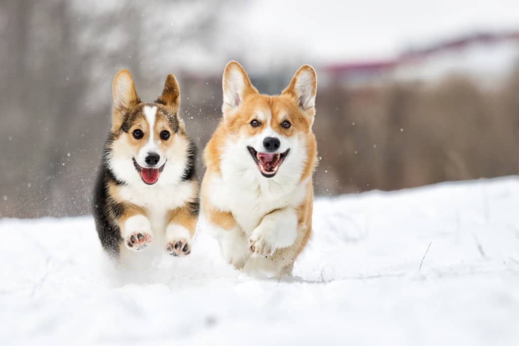 welsh corgi dog running outdoors in the snow