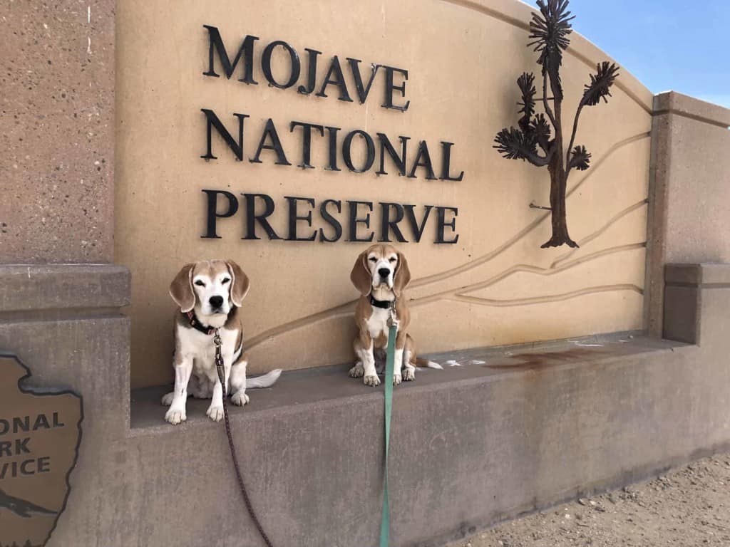 2 beagles sit in front of the entrance sign at Mohave National Preserve.