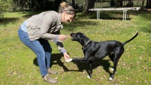 A vibrant dog park bathed in sunlight features abundant greenery with mature trees, offering ample shade for leisurely outdoor activities. In the distance is a well-equipped playground that presents an additional activity area. An inviting picnic table spreads out nearby, ideal for enjoying meals al fresco or taking relaxing breaks from play. A neatly-placed trash bin aids in maintaining the park's cleanliness for everyone's enjoyment. Dominating the scene is a generously wide dirt path gracefully curving through the expanse of grass, promising exploratory walks and lively fetch games.