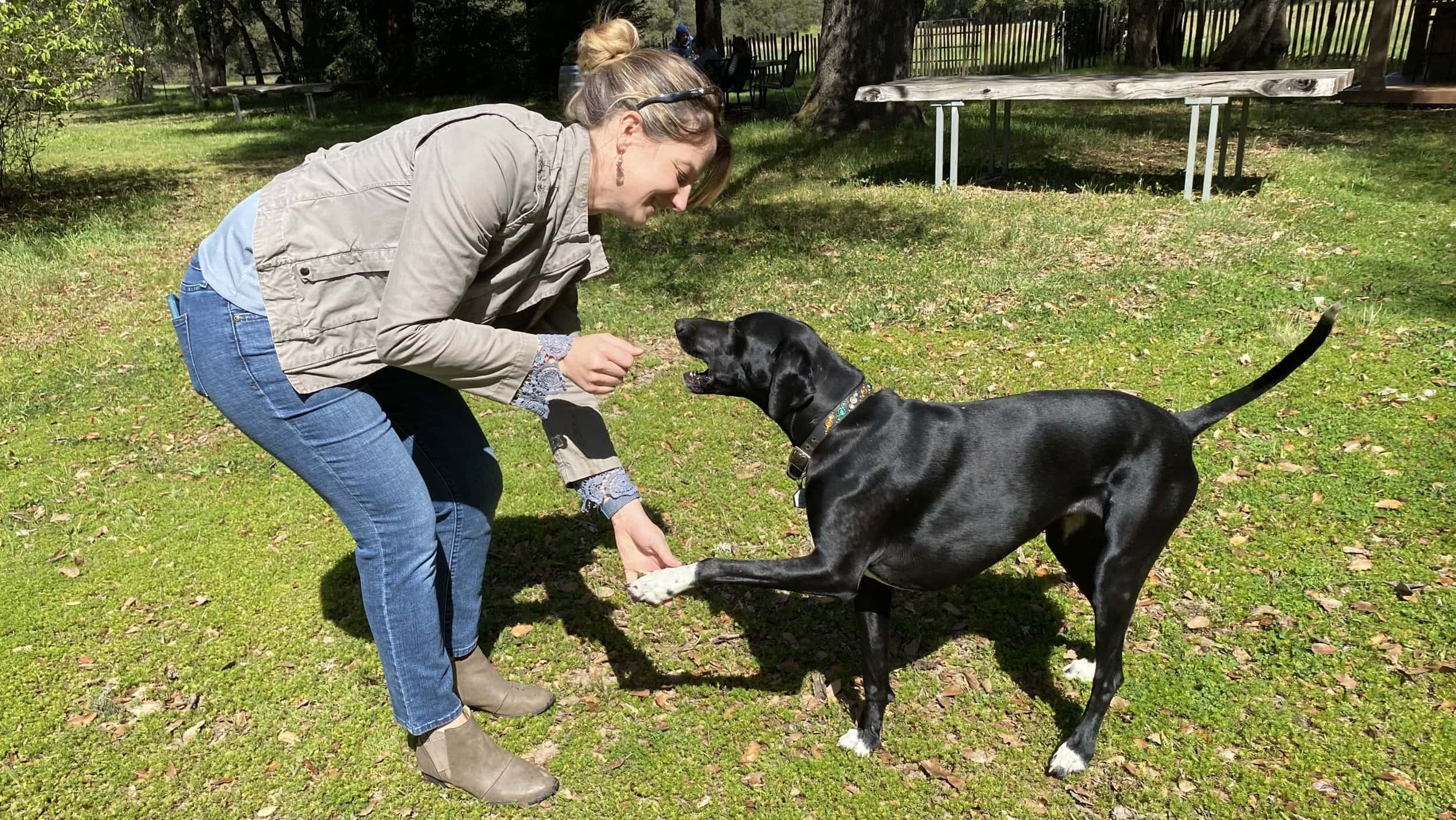 A vibrant dog park bathed in sunlight features abundant greenery with mature trees, offering ample shade for leisurely outdoor activities. In the distance is a well-equipped playground that presents an additional activity area. An inviting picnic table spreads out nearby, ideal for enjoying meals al fresco or taking relaxing breaks from play. A neatly-placed trash bin aids in maintaining the park's cleanliness for everyone's enjoyment. Dominating the scene is a generously wide dirt path gracefully curving through the expanse of grass, promising exploratory walks and lively fetch games.