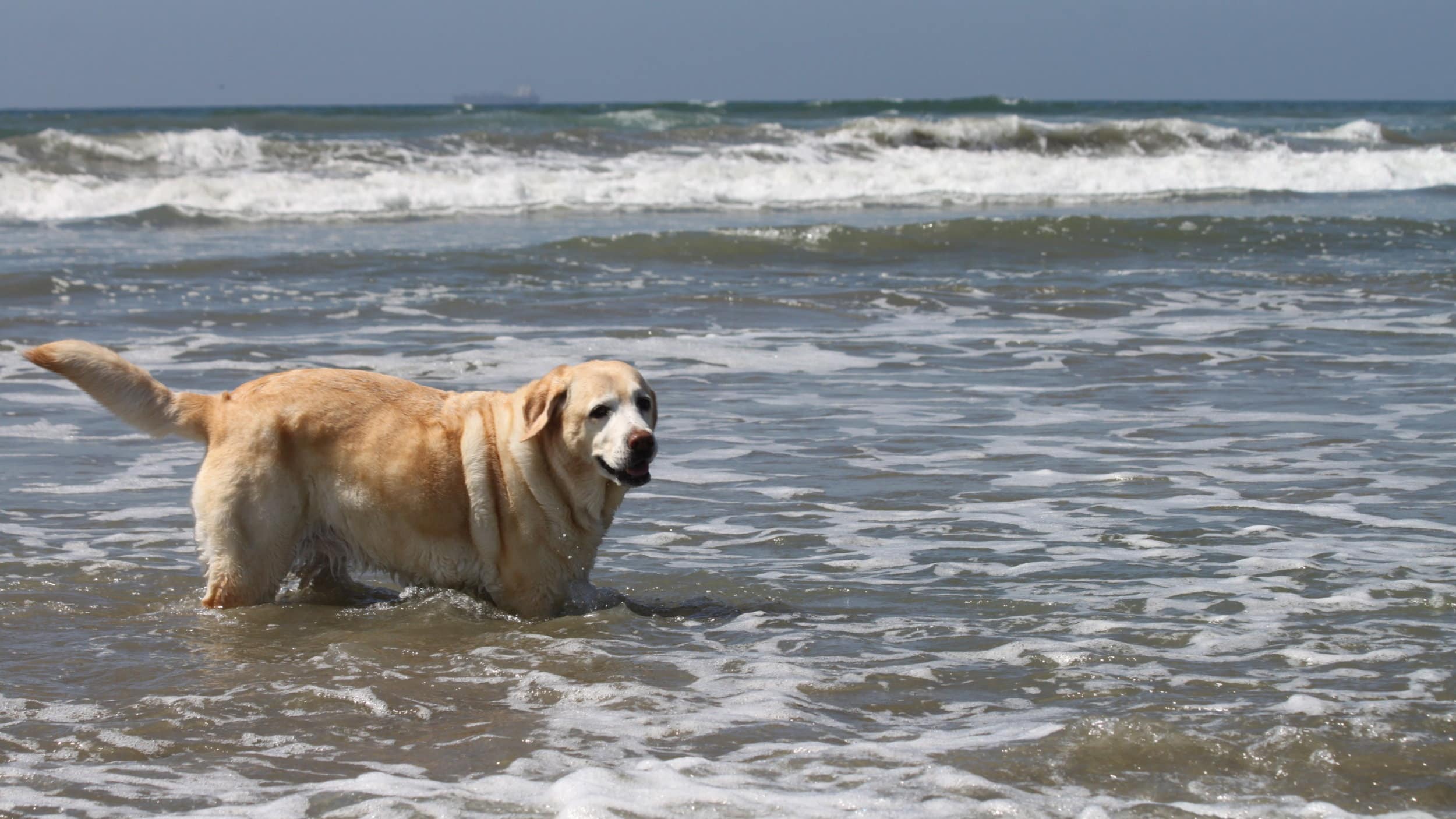 Dog swimming in Half Moon Bay