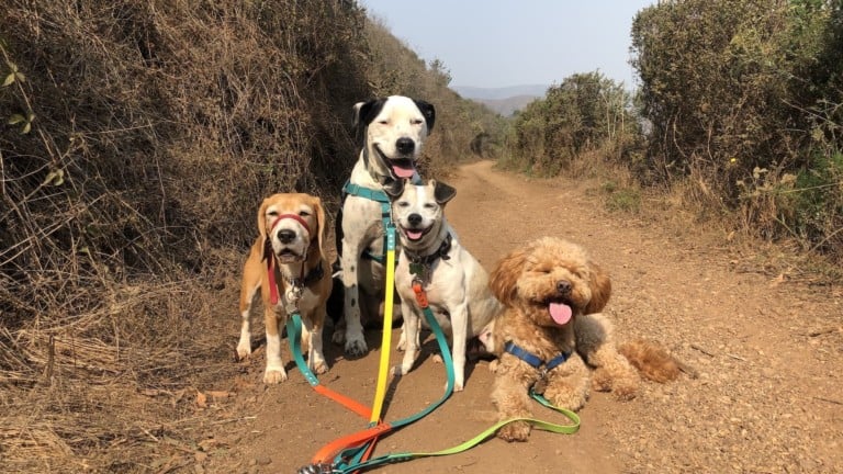 Make it Marin for dog-friendly GGNRA trails/beaches