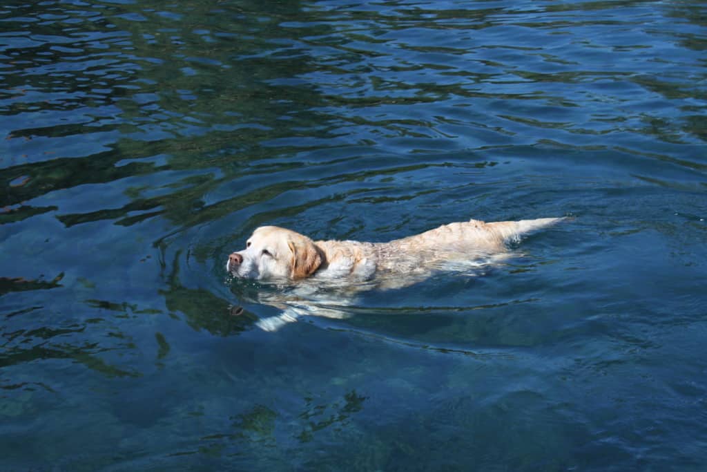 yellow lab swims in lake