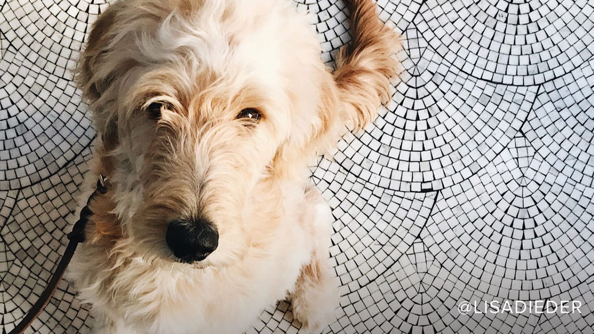 A vibrant dog park bathed in sunlight features abundant greenery with mature trees, offering ample shade for leisurely outdoor activities. In the distance is a well-equipped playground that presents an additional activity area. An inviting picnic table spreads out nearby, ideal for enjoying meals al fresco or taking relaxing breaks from play. A neatly-placed trash bin aids in maintaining the park's cleanliness for everyone's enjoyment. Dominating the scene is a generously wide dirt path gracefully curving through the expanse of grass, promising exploratory walks and lively fetch games.