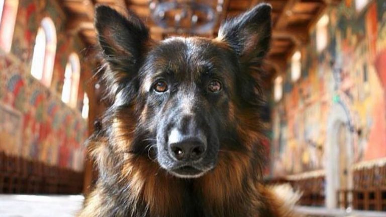 Calistoga with your pup