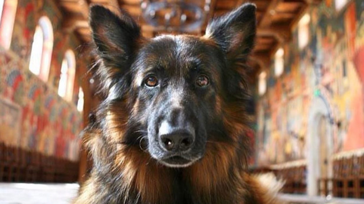 A vibrant dog park bathed in sunlight features abundant greenery with mature trees, offering ample shade for leisurely outdoor activities. In the distance is a well-equipped playground that presents an additional activity area. An inviting picnic table spreads out nearby, ideal for enjoying meals al fresco or taking relaxing breaks from play. A neatly-placed trash bin aids in maintaining the park's cleanliness for everyone's enjoyment. Dominating the scene is a generously wide dirt path gracefully curving through the expanse of grass, promising exploratory walks and lively fetch games.