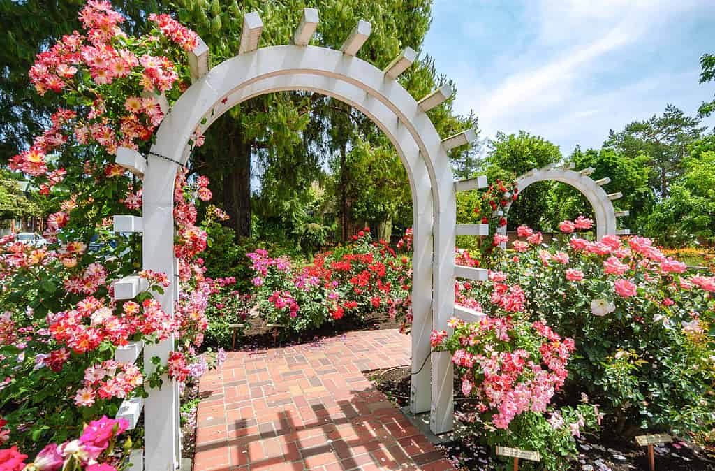 Luther Burbank Home and Gardens roses