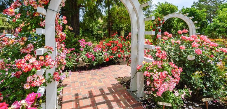 A vibrant dog park bathed in sunlight features abundant greenery with mature trees, offering ample shade for leisurely outdoor activities. In the distance is a well-equipped playground that presents an additional activity area. An inviting picnic table spreads out nearby, ideal for enjoying meals al fresco or taking relaxing breaks from play. A neatly-placed trash bin aids in maintaining the park's cleanliness for everyone's enjoyment. Dominating the scene is a generously wide dirt path gracefully curving through the expanse of grass, promising exploratory walks and lively fetch games.