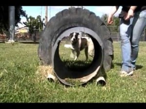 A vibrant dog park bathed in sunlight features abundant greenery with mature trees, offering ample shade for leisurely outdoor activities. In the distance is a well-equipped playground that presents an additional activity area. An inviting picnic table spreads out nearby, ideal for enjoying meals al fresco or taking relaxing breaks from play. A neatly-placed trash bin aids in maintaining the park's cleanliness for everyone's enjoyment. Dominating the scene is a generously wide dirt path gracefully curving through the expanse of grass, promising exploratory walks and lively fetch games.