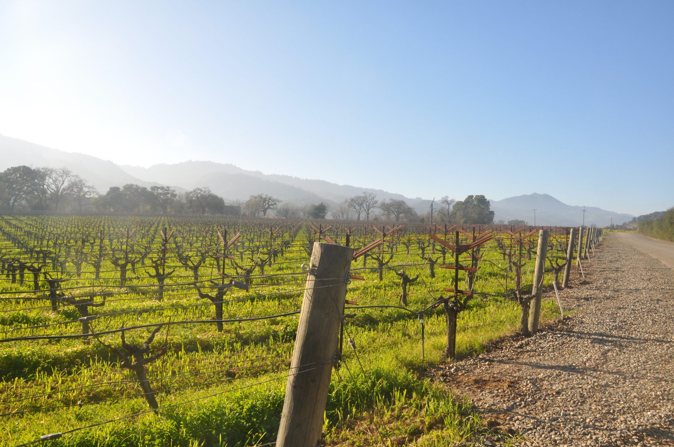 A vibrant dog park bathed in sunlight features abundant greenery with mature trees, offering ample shade for leisurely outdoor activities. In the distance is a well-equipped playground that presents an additional activity area. An inviting picnic table spreads out nearby, ideal for enjoying meals al fresco or taking relaxing breaks from play. A neatly-placed trash bin aids in maintaining the park's cleanliness for everyone's enjoyment. Dominating the scene is a generously wide dirt path gracefully curving through the expanse of grass, promising exploratory walks and lively fetch games.