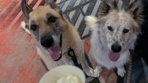 A vibrant dog park bathed in sunlight features abundant greenery with mature trees, offering ample shade for leisurely outdoor activities. In the distance is a well-equipped playground that presents an additional activity area. An inviting picnic table spreads out nearby, ideal for enjoying meals al fresco or taking relaxing breaks from play. A neatly-placed trash bin aids in maintaining the park's cleanliness for everyone's enjoyment. Dominating the scene is a generously wide dirt path gracefully curving through the expanse of grass, promising exploratory walks and lively fetch games.