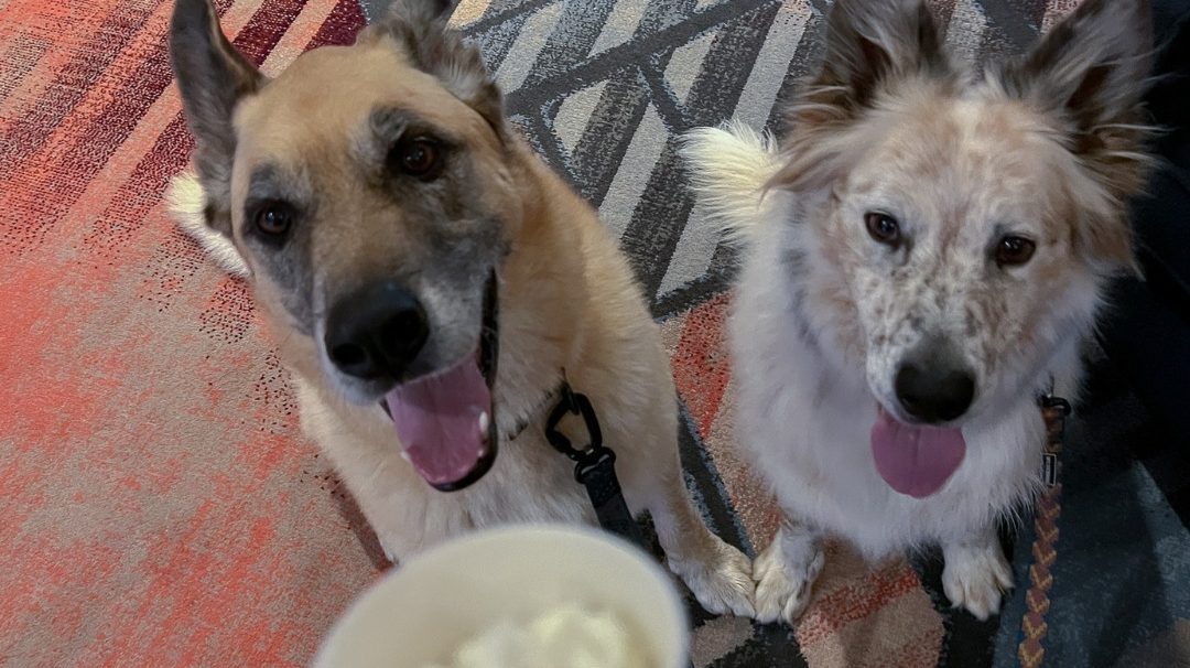 A vibrant dog park bathed in sunlight features abundant greenery with mature trees, offering ample shade for leisurely outdoor activities. In the distance is a well-equipped playground that presents an additional activity area. An inviting picnic table spreads out nearby, ideal for enjoying meals al fresco or taking relaxing breaks from play. A neatly-placed trash bin aids in maintaining the park's cleanliness for everyone's enjoyment. Dominating the scene is a generously wide dirt path gracefully curving through the expanse of grass, promising exploratory walks and lively fetch games.
