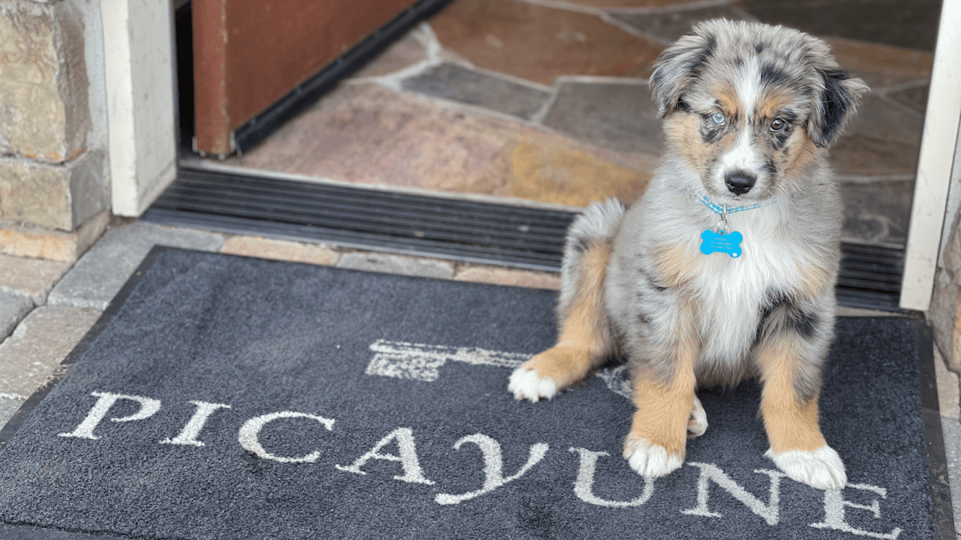 A vibrant dog park bathed in sunlight features abundant greenery with mature trees, offering ample shade for leisurely outdoor activities. In the distance is a well-equipped playground that presents an additional activity area. An inviting picnic table spreads out nearby, ideal for enjoying meals al fresco or taking relaxing breaks from play. A neatly-placed trash bin aids in maintaining the park's cleanliness for everyone's enjoyment. Dominating the scene is a generously wide dirt path gracefully curving through the expanse of grass, promising exploratory walks and lively fetch games.