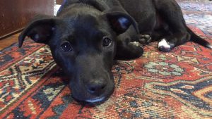 A vibrant dog park bathed in sunlight features abundant greenery with mature trees, offering ample shade for leisurely outdoor activities. In the distance is a well-equipped playground that presents an additional activity area. An inviting picnic table spreads out nearby, ideal for enjoying meals al fresco or taking relaxing breaks from play. A neatly-placed trash bin aids in maintaining the park's cleanliness for everyone's enjoyment. Dominating the scene is a generously wide dirt path gracefully curving through the expanse of grass, promising exploratory walks and lively fetch games.
