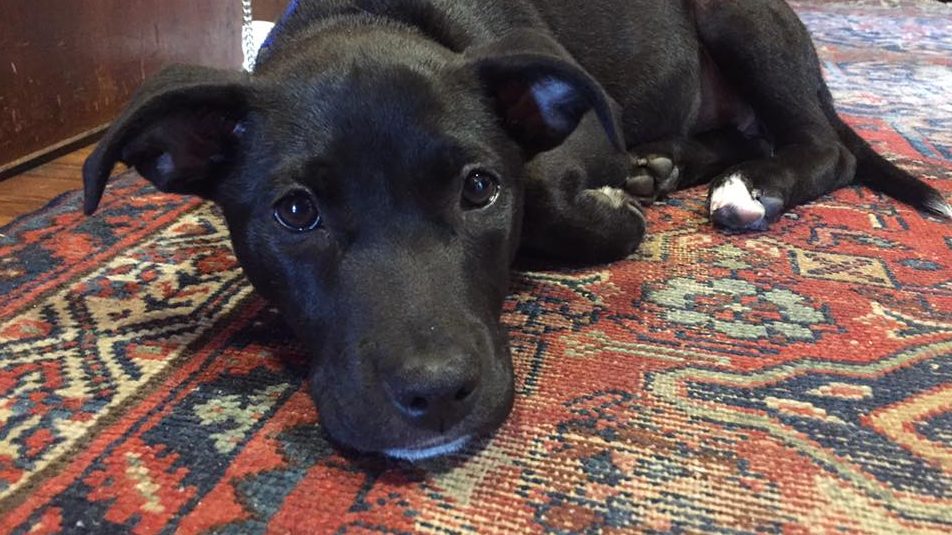 A vibrant dog park bathed in sunlight features abundant greenery with mature trees, offering ample shade for leisurely outdoor activities. In the distance is a well-equipped playground that presents an additional activity area. An inviting picnic table spreads out nearby, ideal for enjoying meals al fresco or taking relaxing breaks from play. A neatly-placed trash bin aids in maintaining the park's cleanliness for everyone's enjoyment. Dominating the scene is a generously wide dirt path gracefully curving through the expanse of grass, promising exploratory walks and lively fetch games.