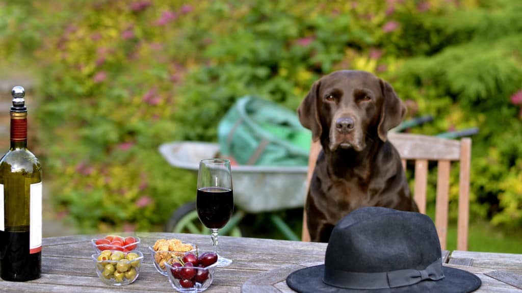 Dog Sitting at a table