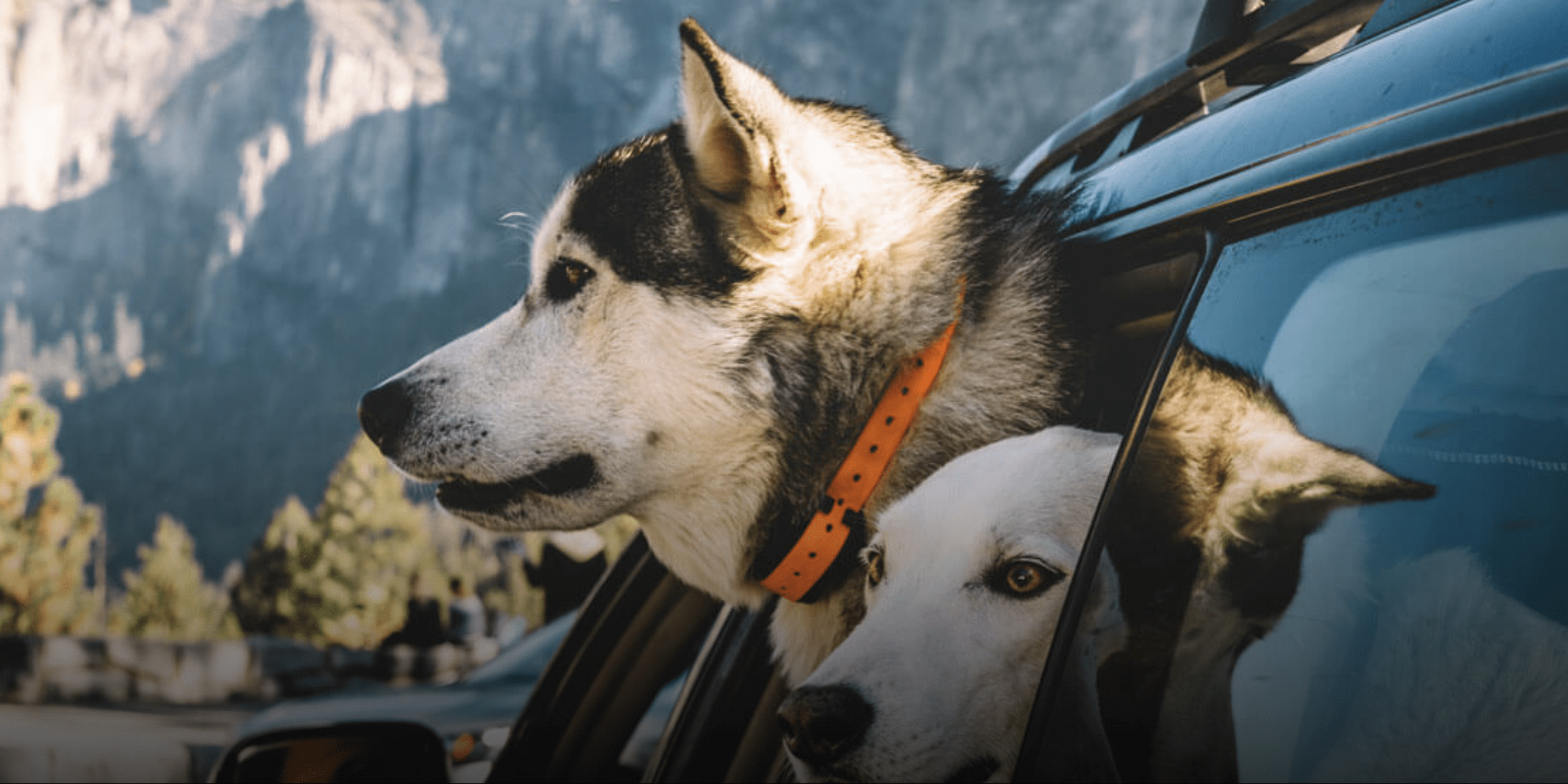 Two adoring dogs are excitedly peering out from the window of a moving vehicle, their ears flapping in the wind. The grandeur of a stunning mountainous landscape unfurls behind them, painting an adventurous backdrop for their journey. This intimate and heartwarming scene promises plenty of outdoor activities and joy-filled memories for pet owners and dogs alike. - Dogtrekker