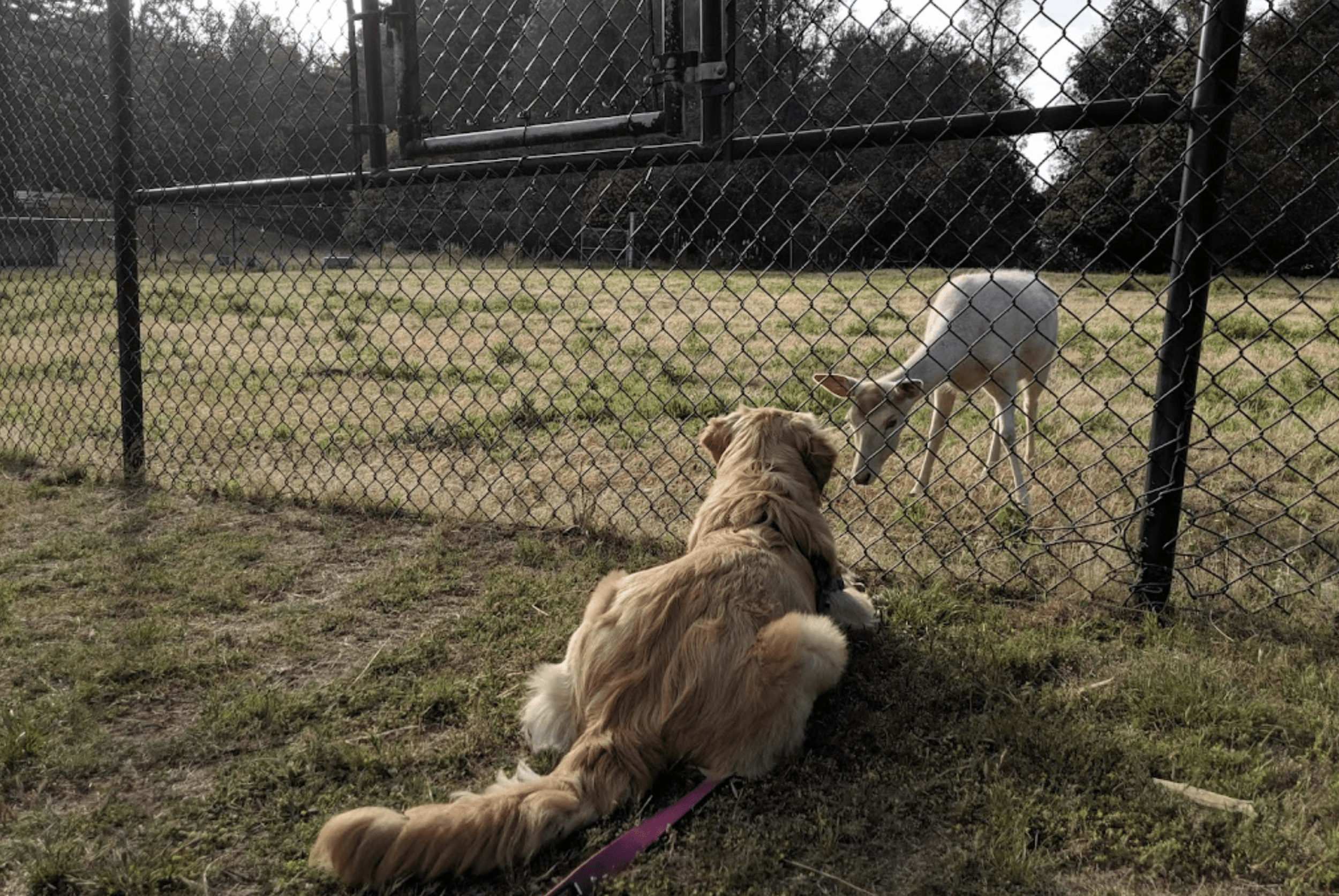 A vibrant dog park bathed in sunlight features abundant greenery with mature trees, offering ample shade for leisurely outdoor activities. In the distance is a well-equipped playground that presents an additional activity area. An inviting picnic table spreads out nearby, ideal for enjoying meals al fresco or taking relaxing breaks from play. A neatly-placed trash bin aids in maintaining the park's cleanliness for everyone's enjoyment. Dominating the scene is a generously wide dirt path gracefully curving through the expanse of grass, promising exploratory walks and lively fetch games.