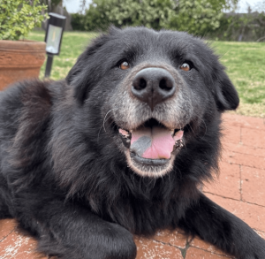 A vibrant dog park bathed in sunlight features abundant greenery with mature trees, offering ample shade for leisurely outdoor activities. In the distance is a well-equipped playground that presents an additional activity area. An inviting picnic table spreads out nearby, ideal for enjoying meals al fresco or taking relaxing breaks from play. A neatly-placed trash bin aids in maintaining the park's cleanliness for everyone's enjoyment. Dominating the scene is a generously wide dirt path gracefully curving through the expanse of grass, promising exploratory walks and lively fetch games.